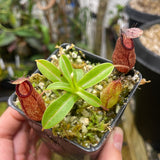 [A112] Nepenthes undulatifolia x hamata - Clone 2
