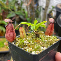 [A112] Nepenthes undulatifolia x hamata - Clone 2