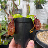[A115] Nepenthes veitchii Candy x Trusmadiensis
