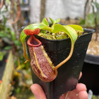 [A115] Nepenthes veitchii Candy x Trusmadiensis
