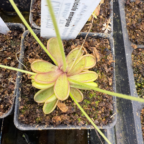 Pinguicula Emarginata rosette with soft green leaves edged in pink in soil in a pot