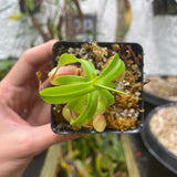 [A124] Nepenthes ventricosa JB x edwardsiana