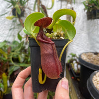 [A125] Nepenthes robcantleyi x lowii - CK