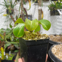 [A125] Nepenthes robcantleyi x lowii - CK