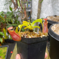 [A126] Nepenthes (lowii x macrophylla) x robcantleyi BE-4022
