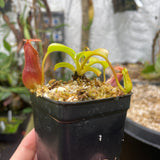 [A126] Nepenthes (lowii x macrophylla) x robcantleyi BE-4022