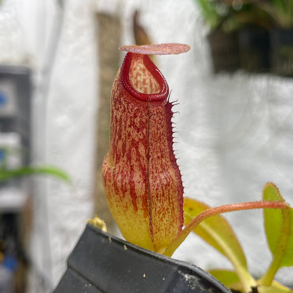 [A127] Nepenthes rajah x klossii