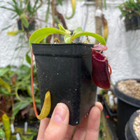 [A128] Nepenthes sibuyanensis x lowii