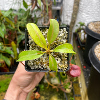 [A128] Nepenthes sibuyanensis x lowii
