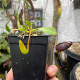 [A129] Nepenthes rajah x lowii