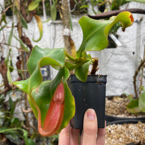 Nepenthes veitchii Cobra shows a pinkish red pitcher and curling green leaves in a black plastic nursery pot