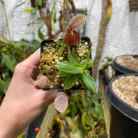 [A133] Nepenthes nigra (Gunung Katopasa)