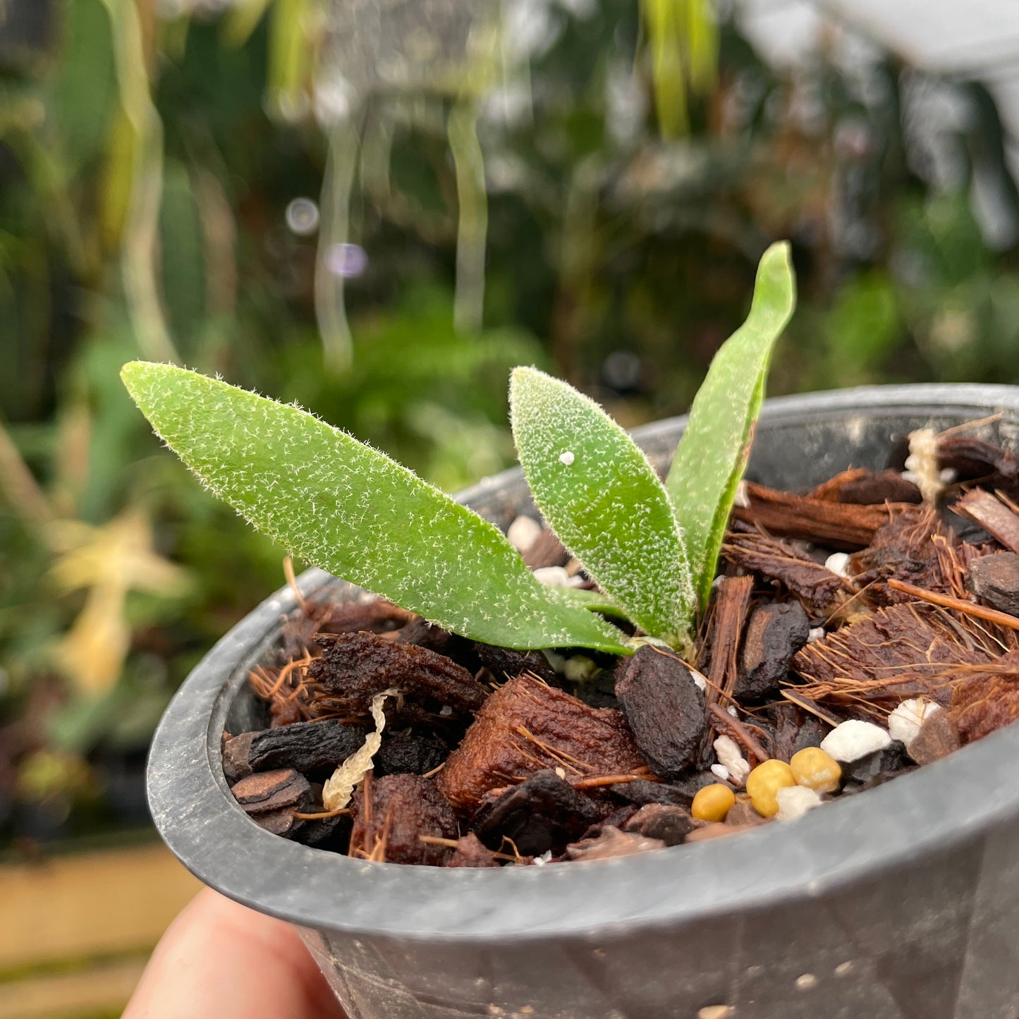jade fern plant Platycerium willinckii 'Jade Girl' Staghorn Fern – Carnivero
