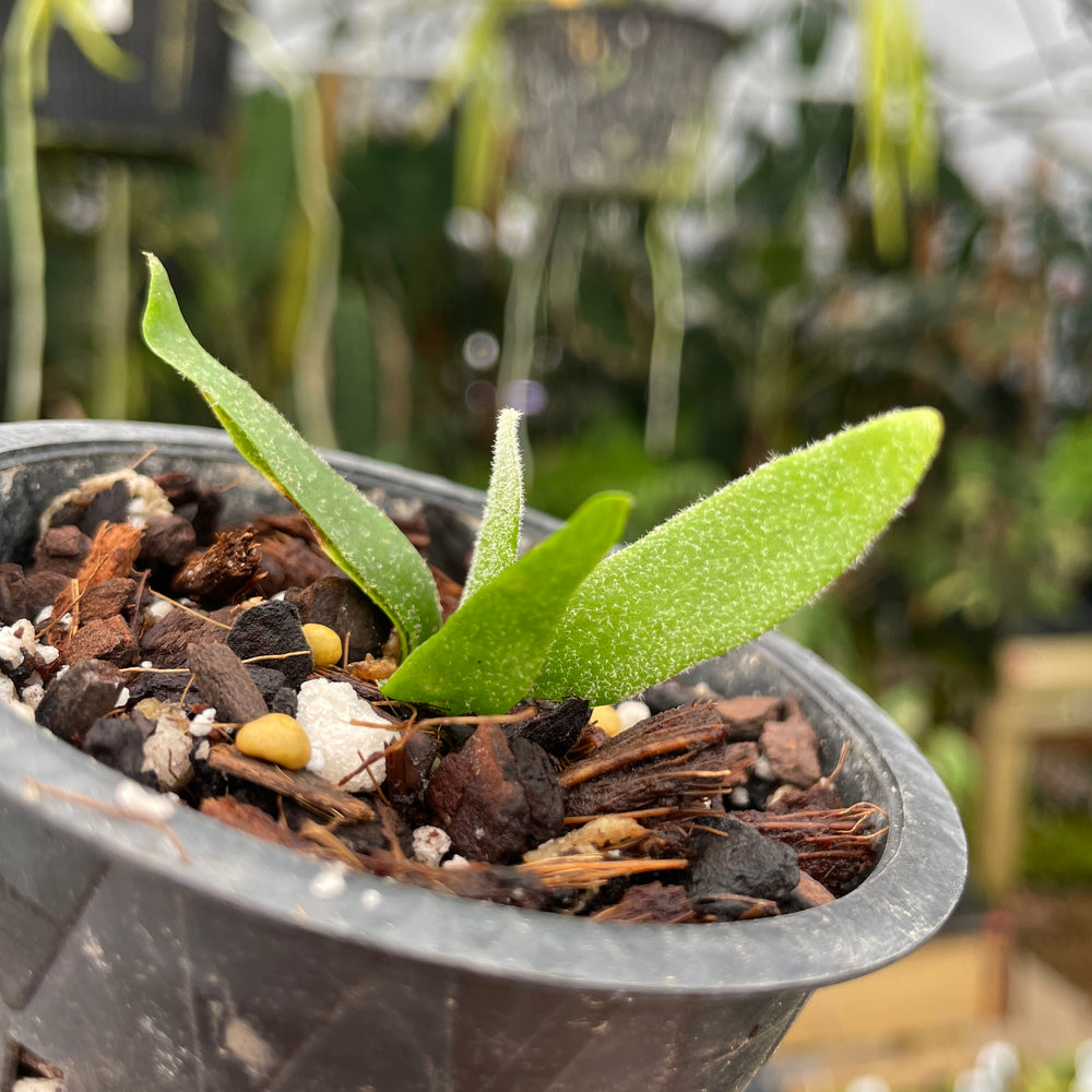 
                      
                        Platycerium willinckii 'Jade Girl' Staghorn Fern
                      
                    