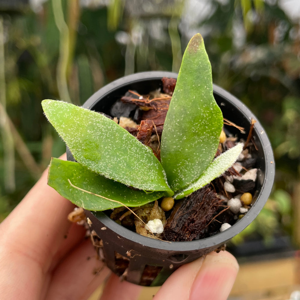 
                      
                        Platycerium willinckii 'Bacteria' Staghorn Fern
                      
                    