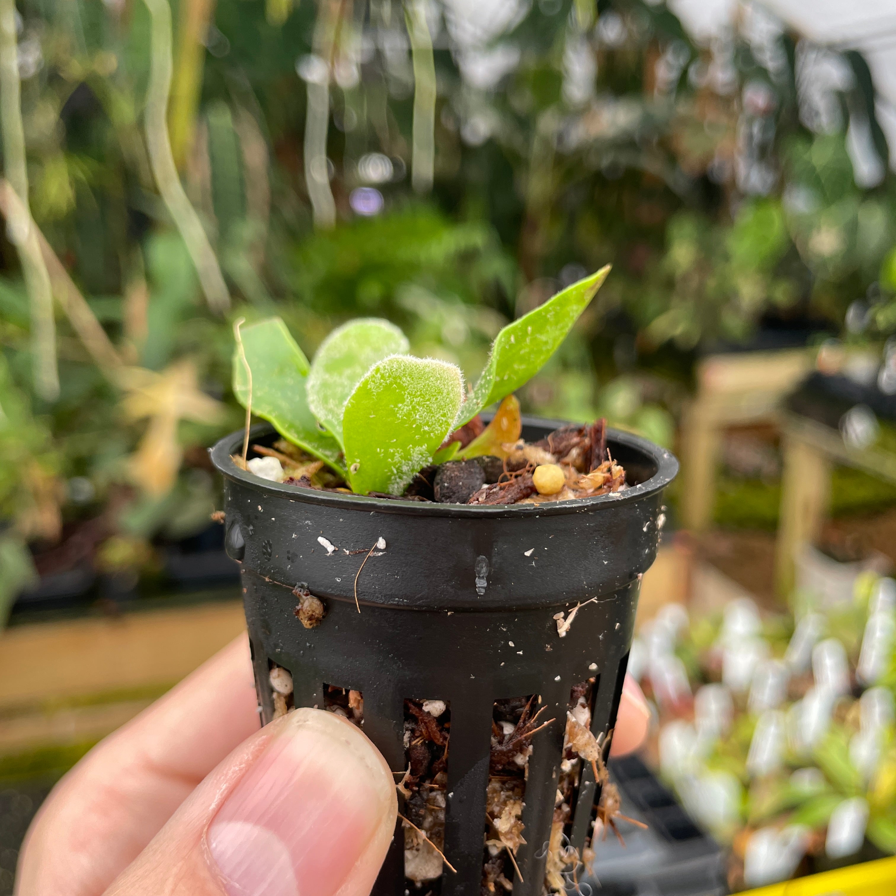 Platycerium willinckii 'Bacteria' Staghorn Fern – Carnivero Platycerium willinckii 'Bacteria' Staghorn Fern – Carnivero