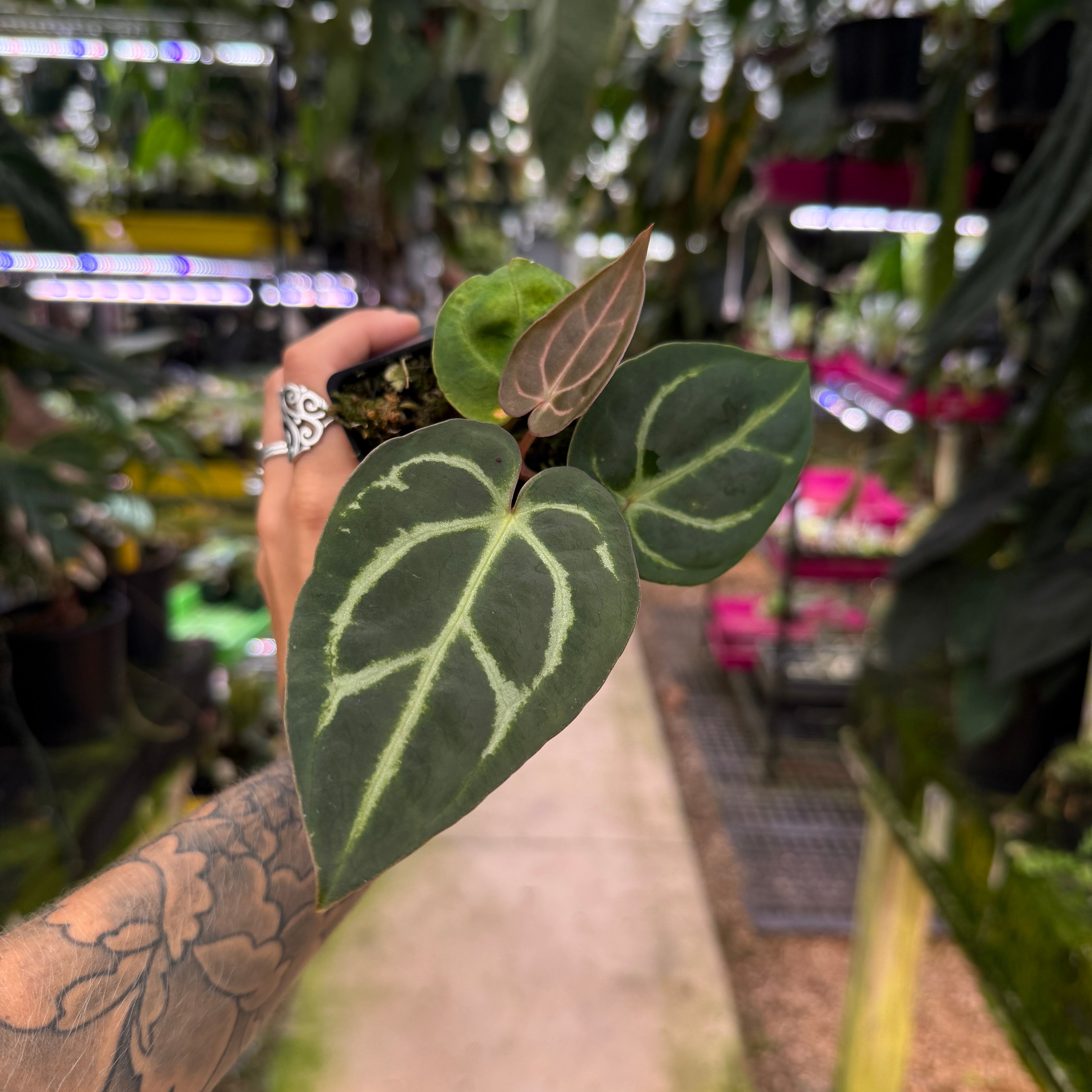 WH0228 Anthurium carlablackiae (S) – Carnivero