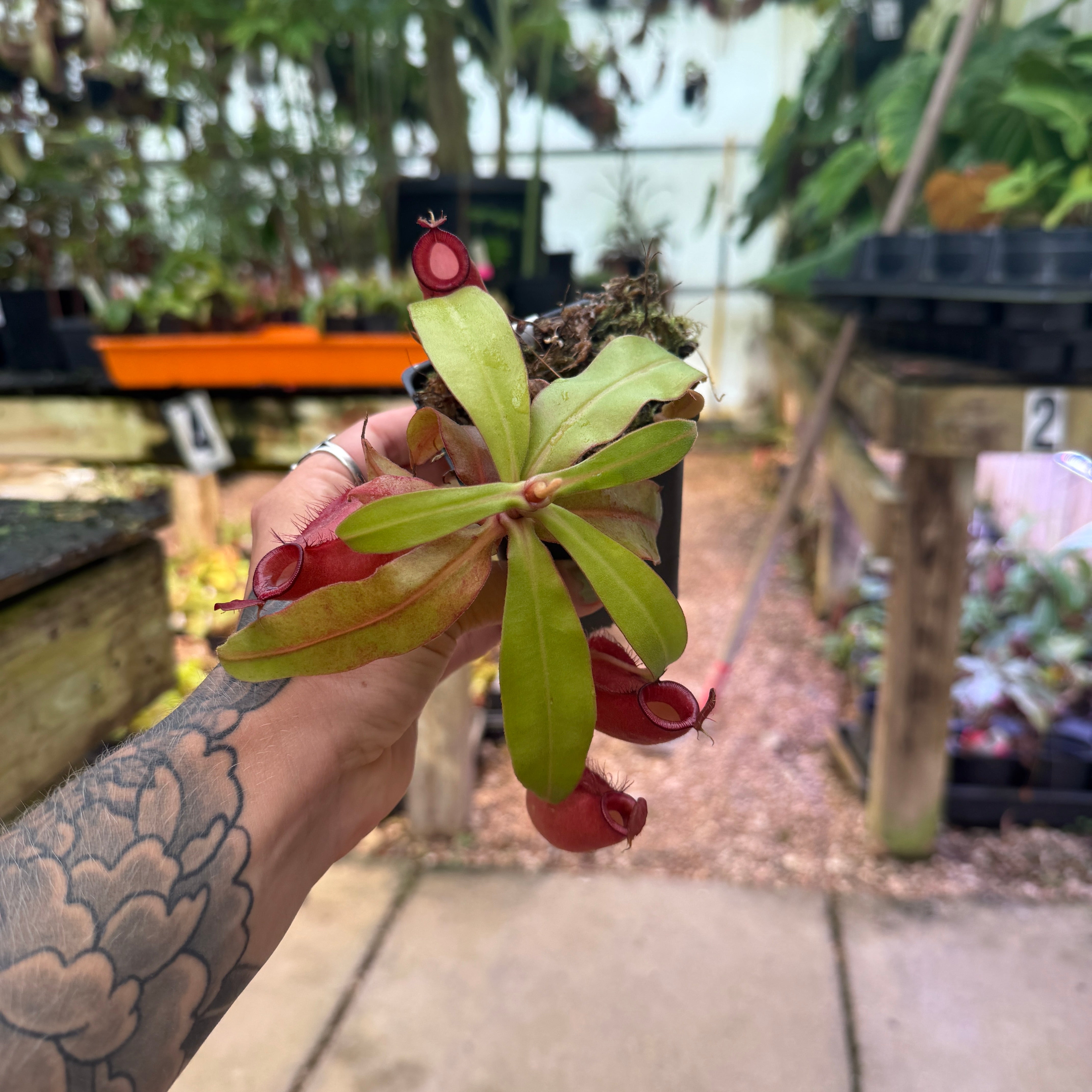 Nepenthes 'Lady Luck' x ampullaria 'Black Miracle', CAR-0390