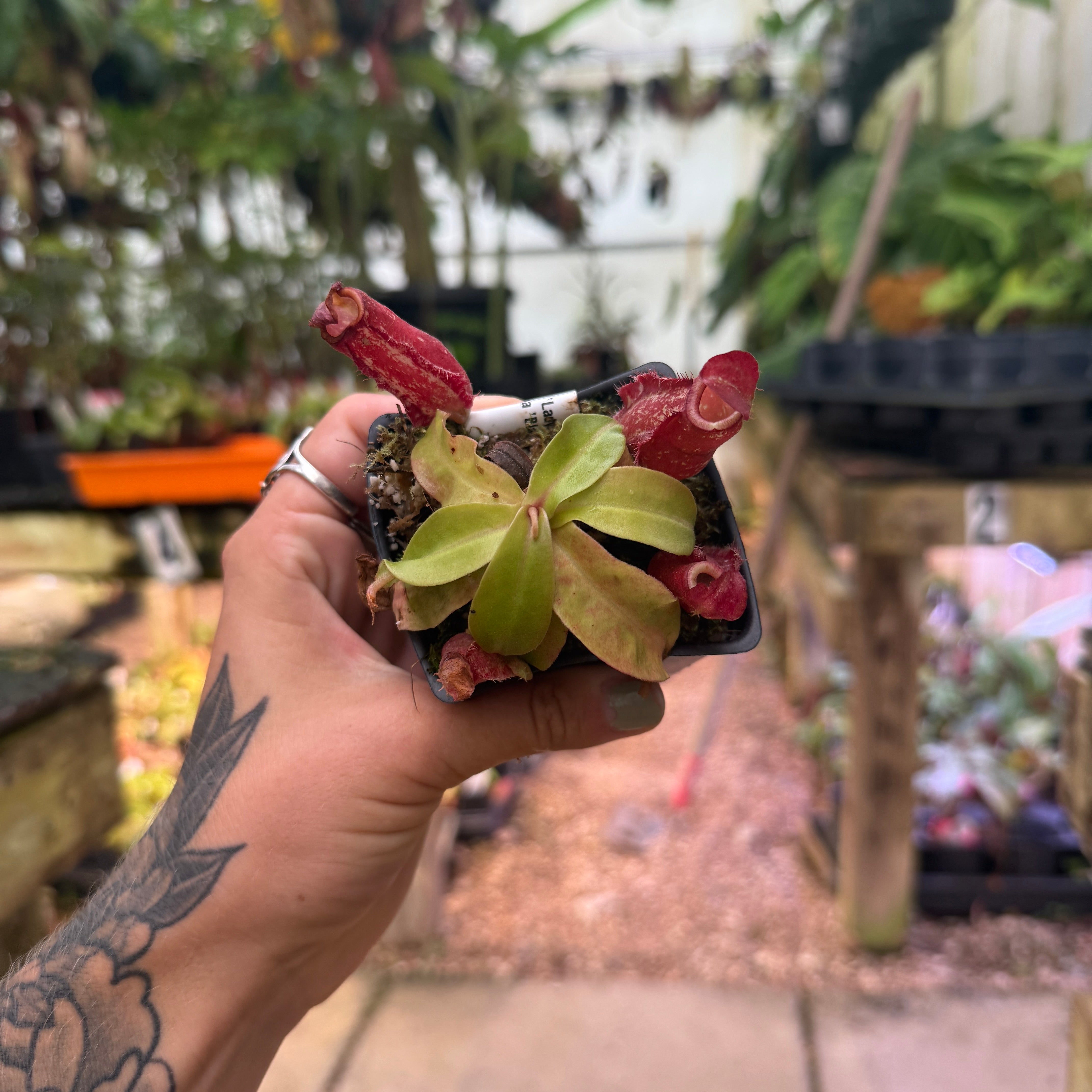 Nepenthes 'Lady Luck' x ampullaria 'Black Miracle', CAR-0390