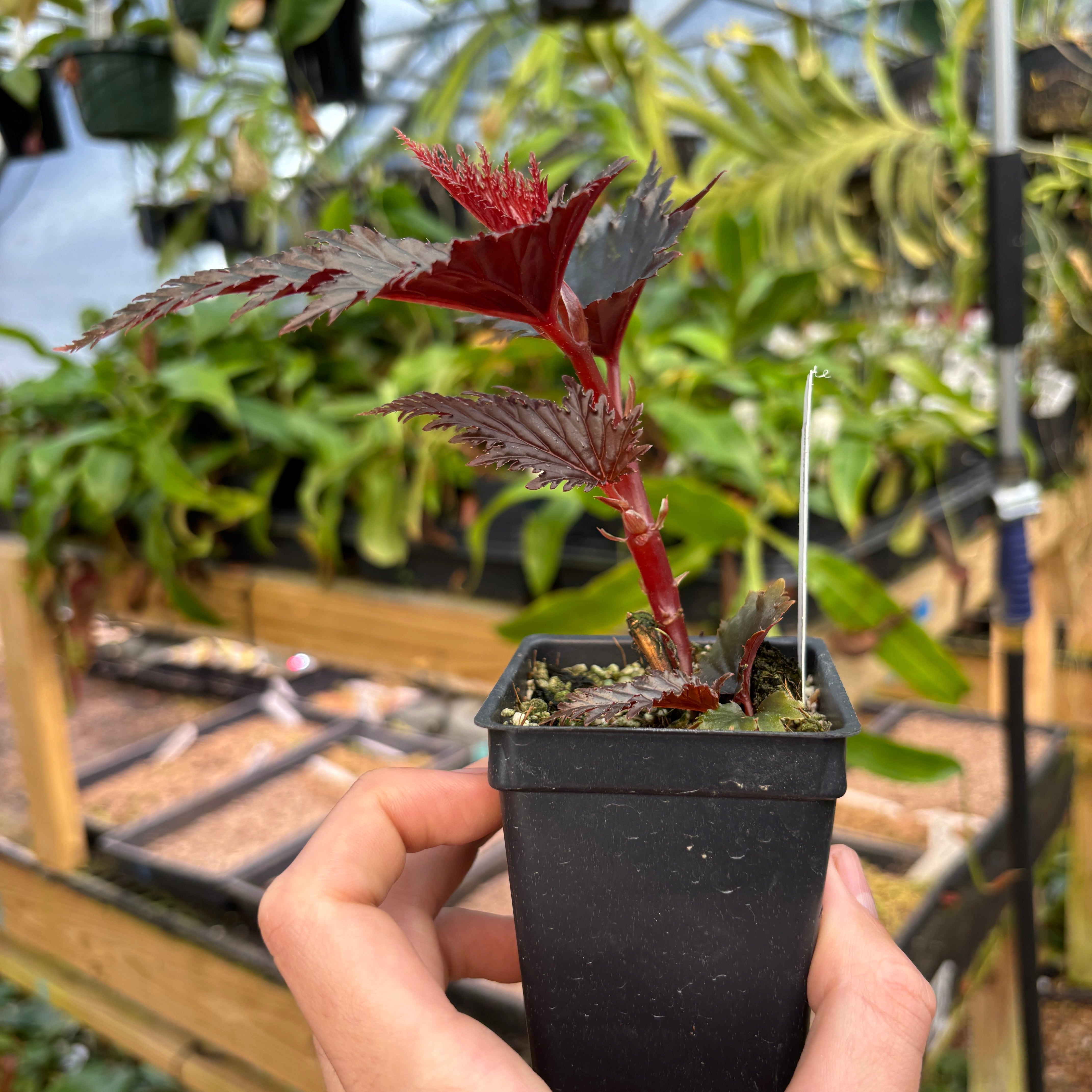 A863] Begonia sp. Miri Sarawak – Carnivero