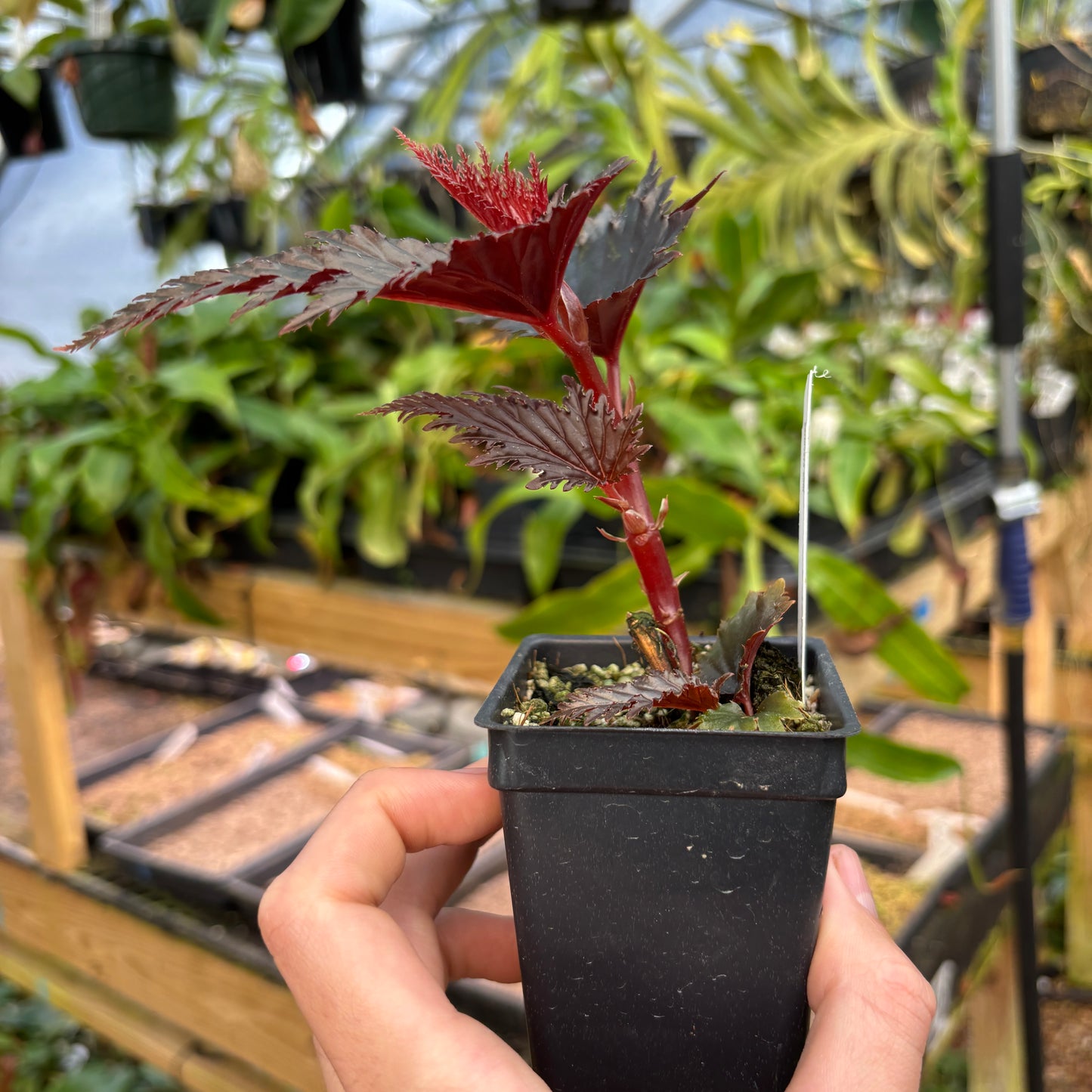 [A863] Begonia sp. Miri Sarawak