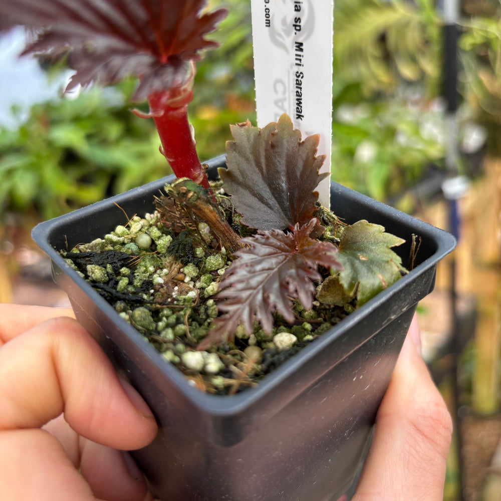 
                      
                        [A863] Begonia sp. Miri Sarawak
                      
                    