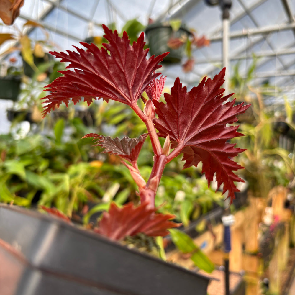 
                      
                        [A863] Begonia sp. Miri Sarawak
                      
                    