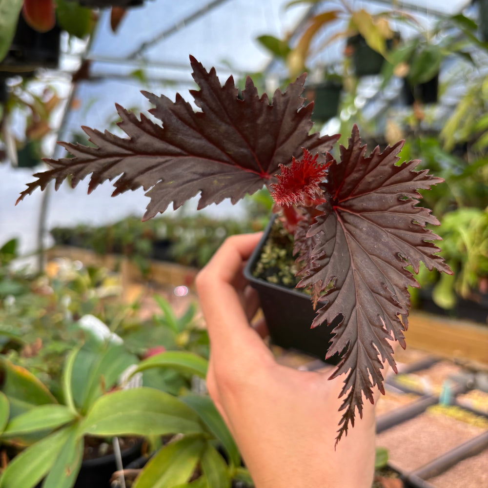 [A863] Begonia sp. Miri Sarawak