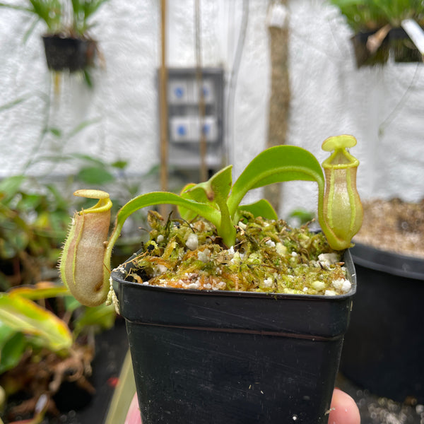 [A149] Nepenthes veitchii x edwardsiana - Clone 3 (Med)