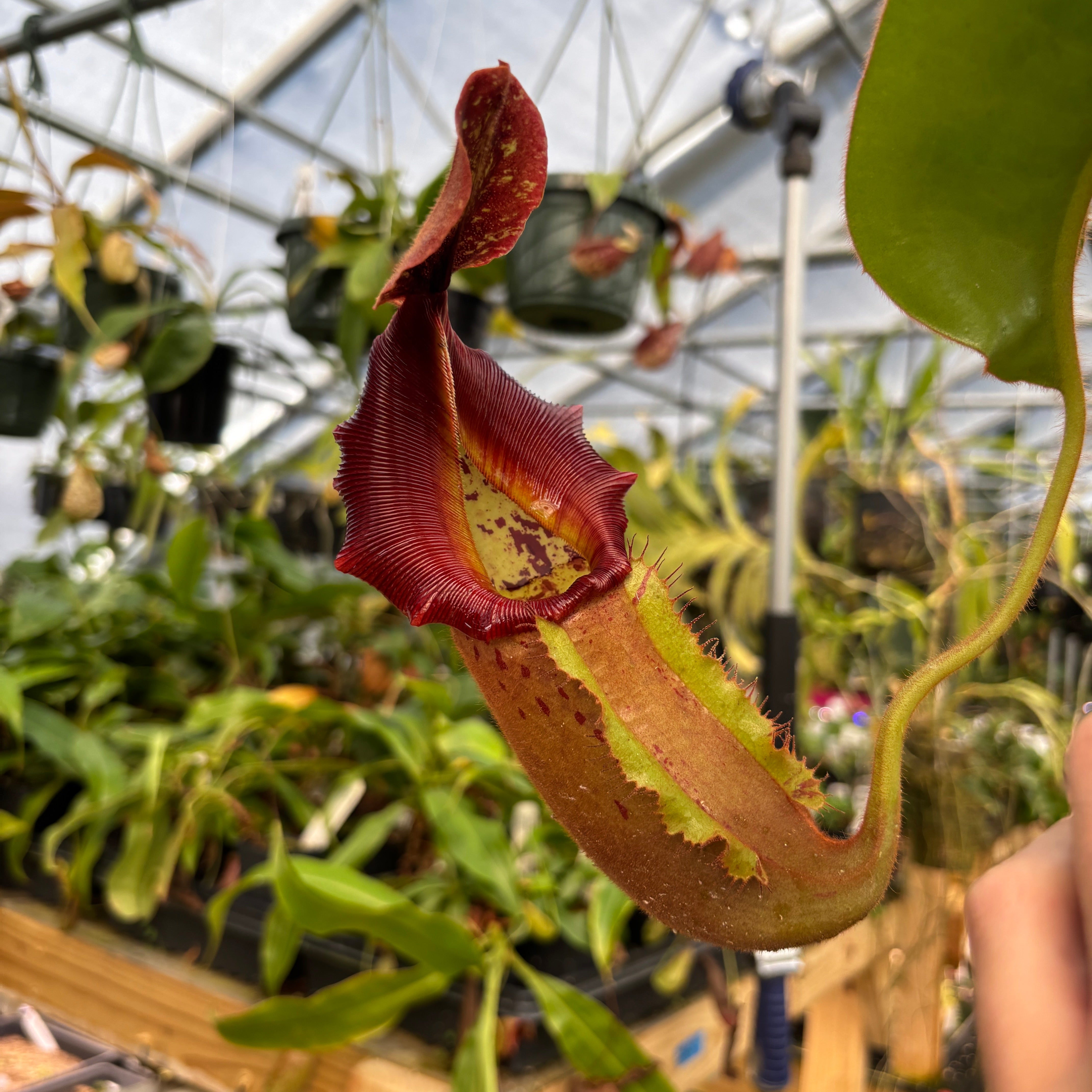 Nepenthes [(lowii x veitchii) x boschiana)] 