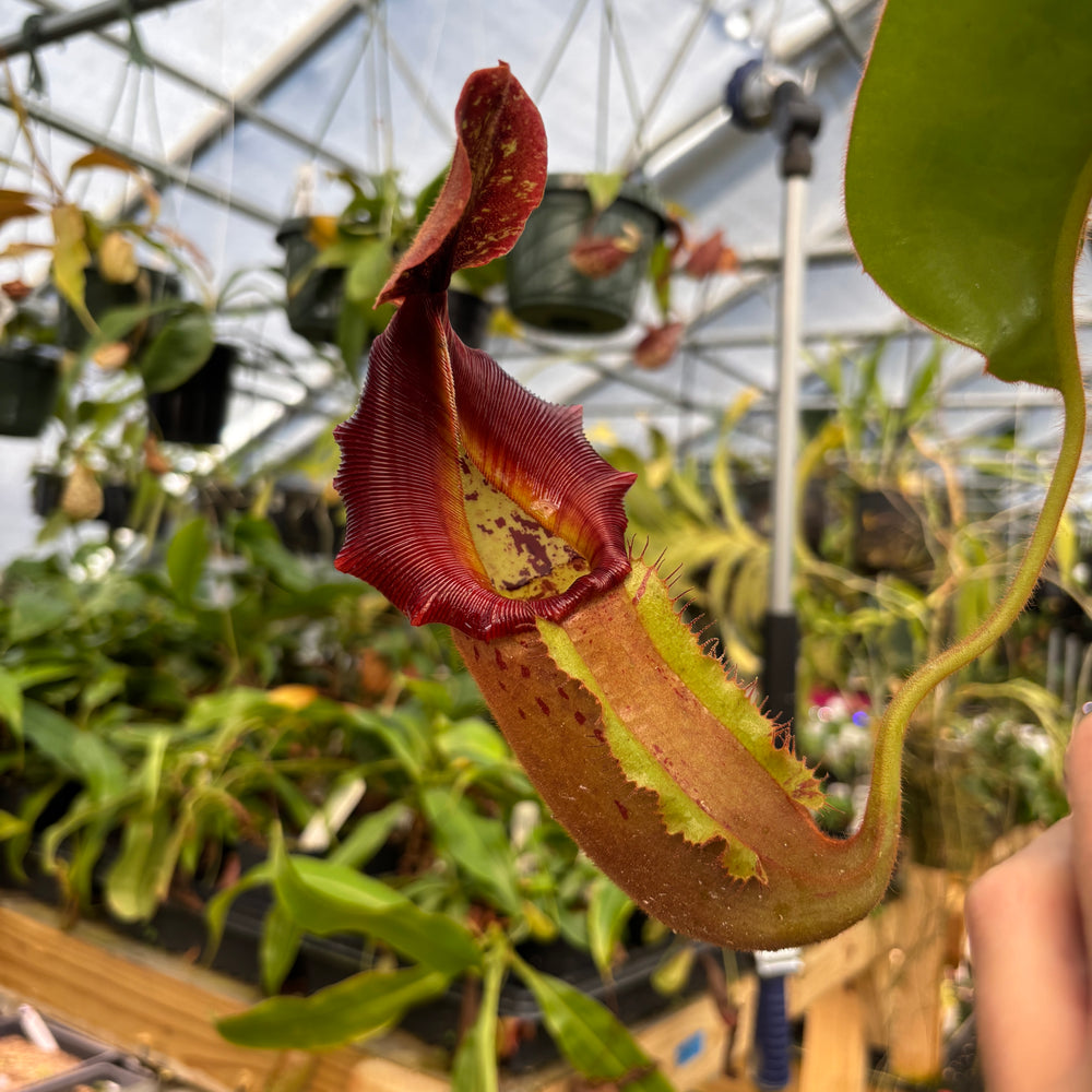 
                      
                        Nepenthes [(lowii x veitchii) x boschiana)] "Red Ruffled" x veitchii "Cobra", CAR-0292
                      
                    