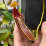 [A152] Nepenthes robcantleyi x lowii - CK