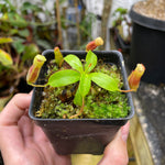 [A153] Nepenthes villosa BE-3225 (S)