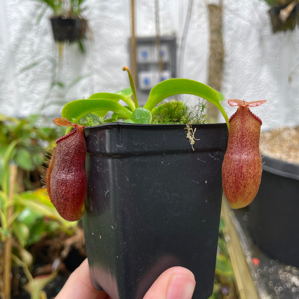 [A154] Nepenthes villosa x robcantleyi (S)