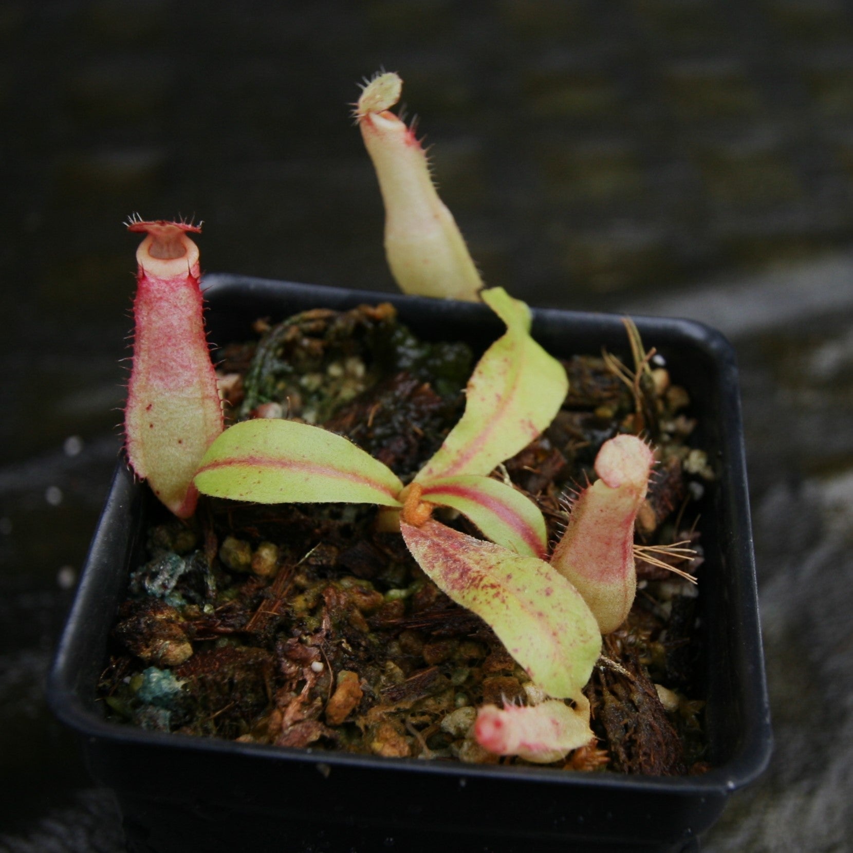 Nepenthes [(Viking x ampullaria) x ampullaria] x veitchii 'Pink