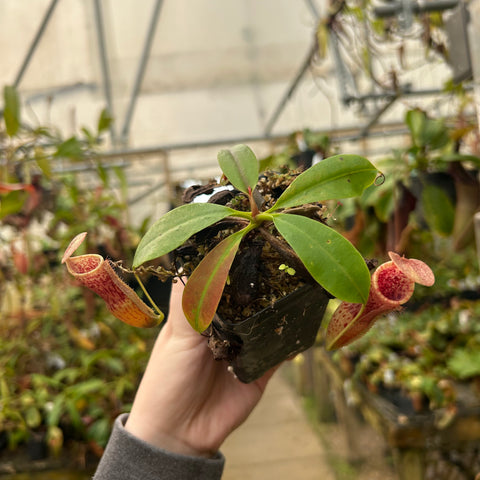 Nepenthes plant in a small pot with green leaves and two red speckled pitchers in a greenhouse.