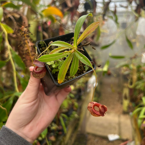 CAR-0715 Nepenthes talangensis x tenuis in a small pot held by a hand, with a long tendril and red speckled pitcher.