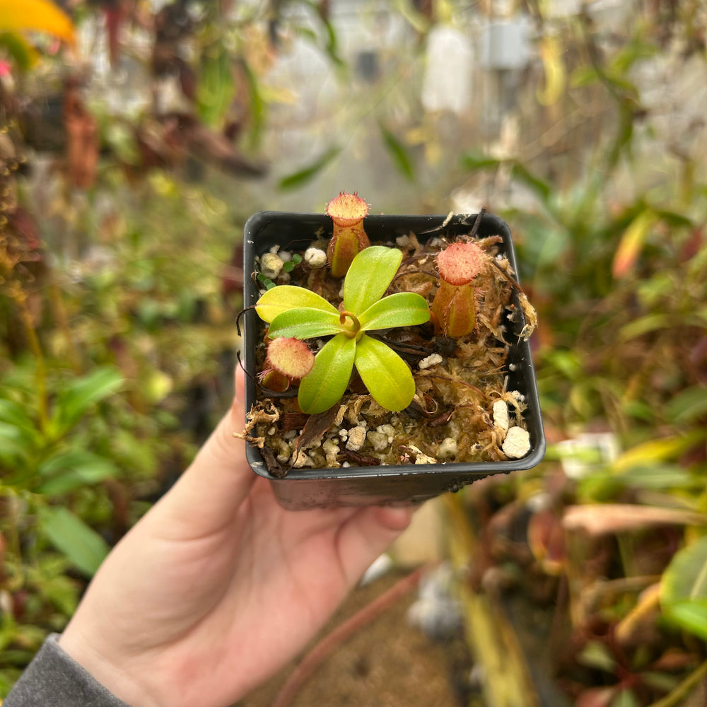 
                      
                        Nepenthes ventricosa JB x  edwardsiana, CAR-0716
                      
                    