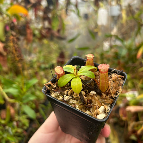 Nepenthes ventricosa JB x edwardsiana CAR-0716 plant held in a hand with tall orange pitchers.