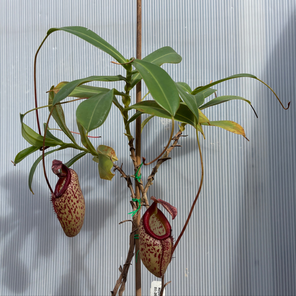 
                      
                        [A876] Nepenthes talangensis x sibuyanensis BE-3641
                      
                    