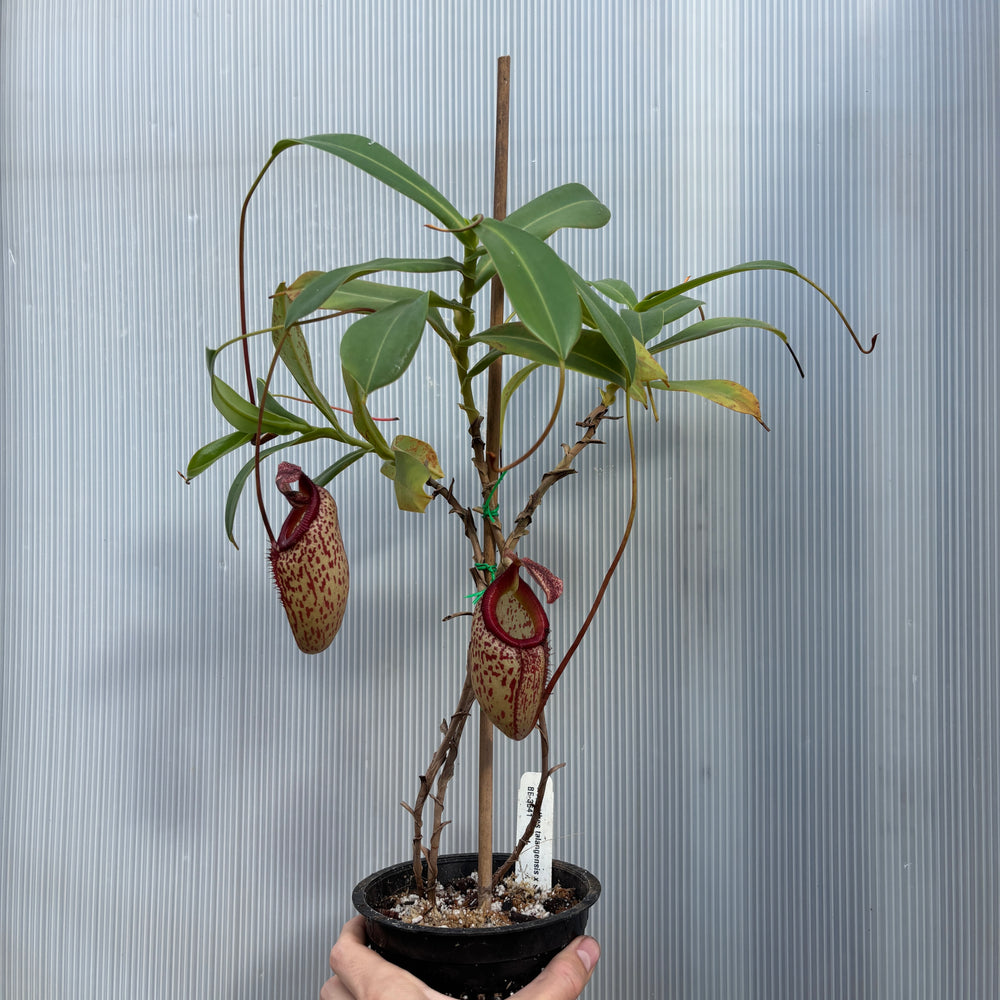 [A876] Nepenthes talangensis x sibuyanensis BE-3641