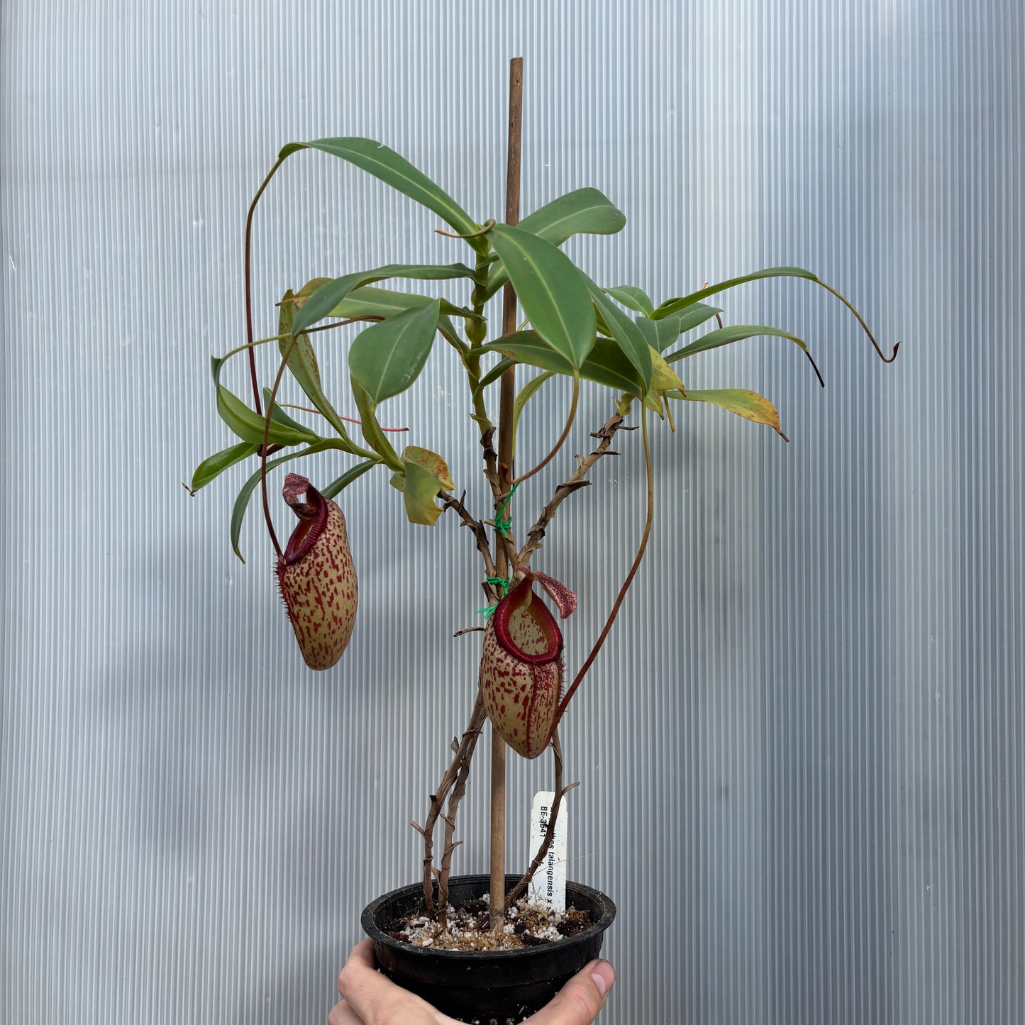 [A876] Nepenthes talangensis x sibuyanensis BE-3641