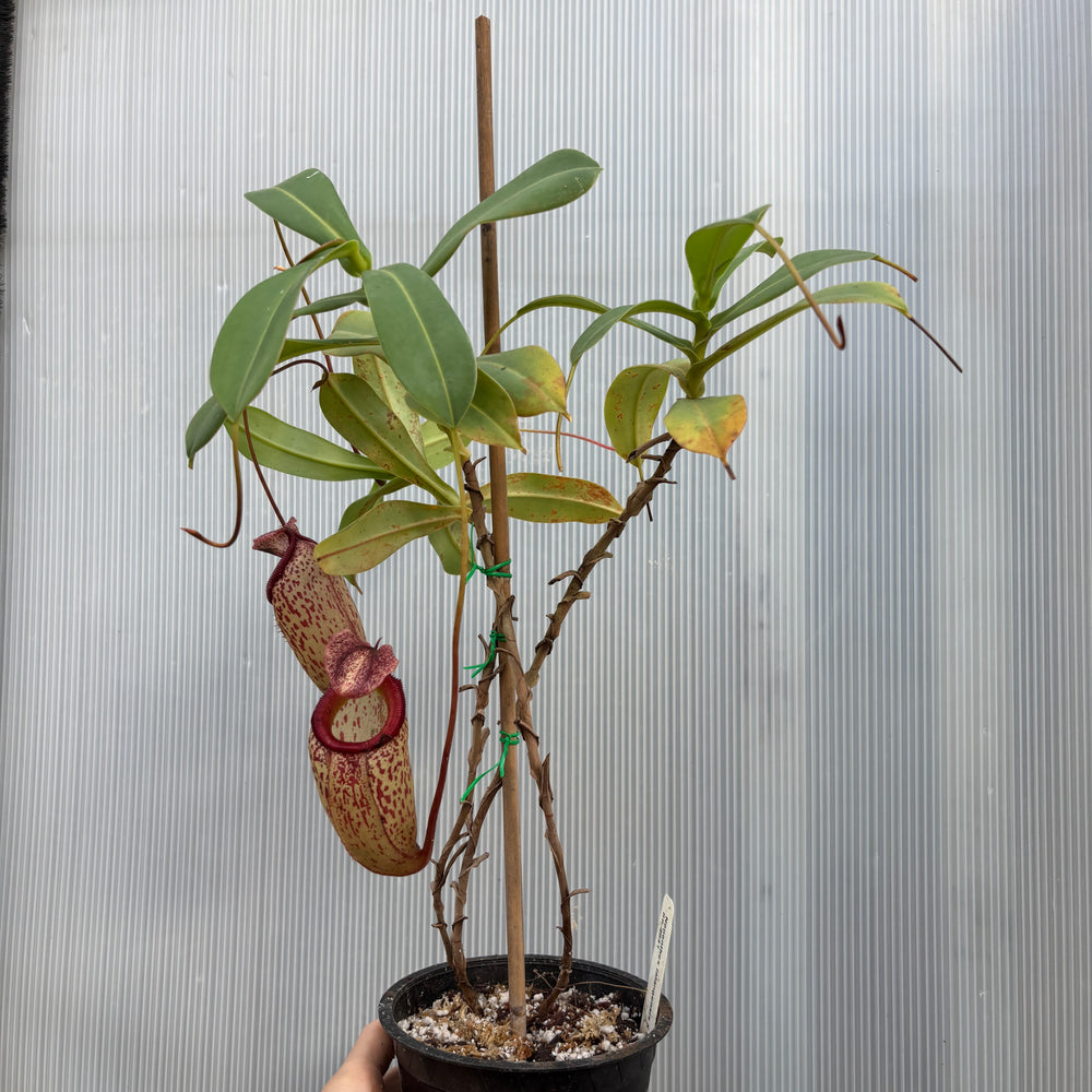 [A876] Nepenthes talangensis x sibuyanensis BE-3641