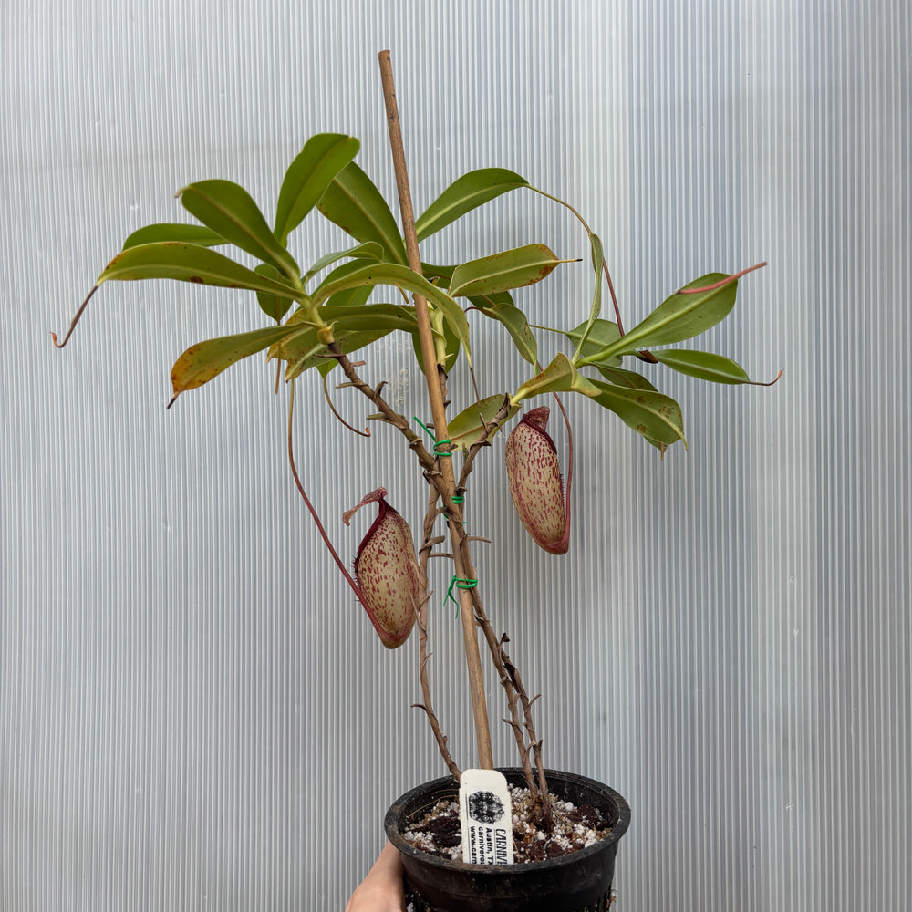 
                      
                        [A876] Nepenthes talangensis x sibuyanensis BE-3641
                      
                    