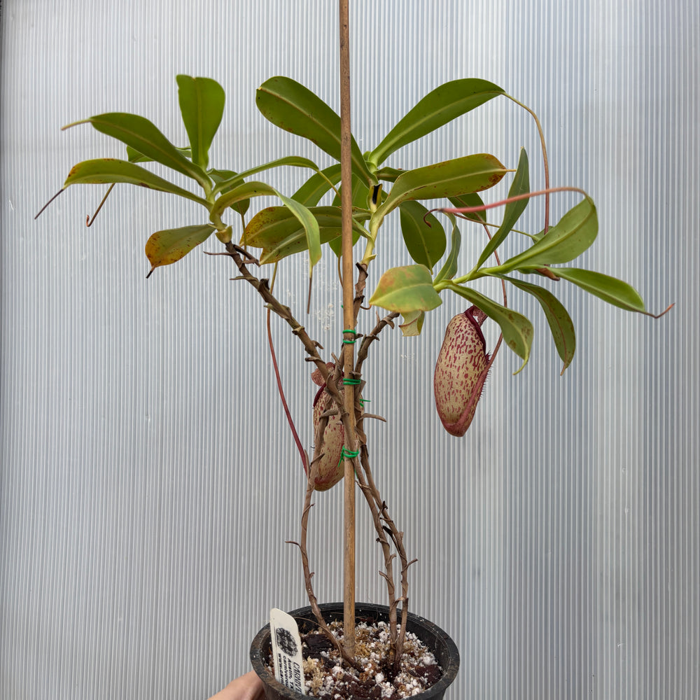 
                      
                        [A876] Nepenthes talangensis x sibuyanensis BE-3641
                      
                    