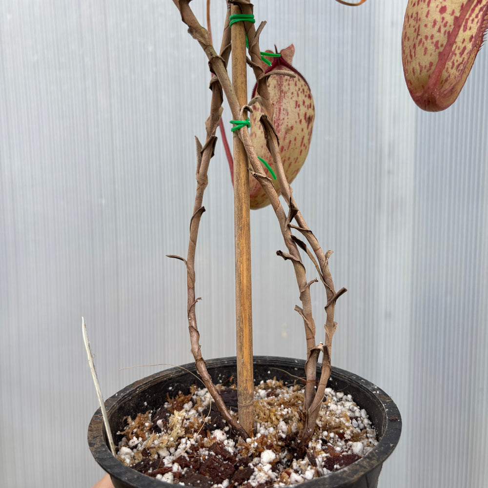 
                      
                        [A876] Nepenthes talangensis x sibuyanensis BE-3641
                      
                    