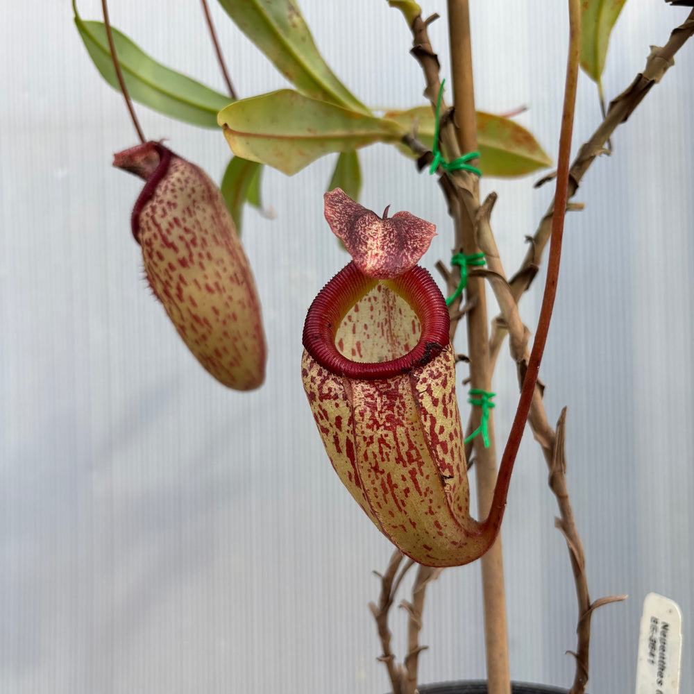 
                      
                        [A876] Nepenthes talangensis x sibuyanensis BE-3641
                      
                    