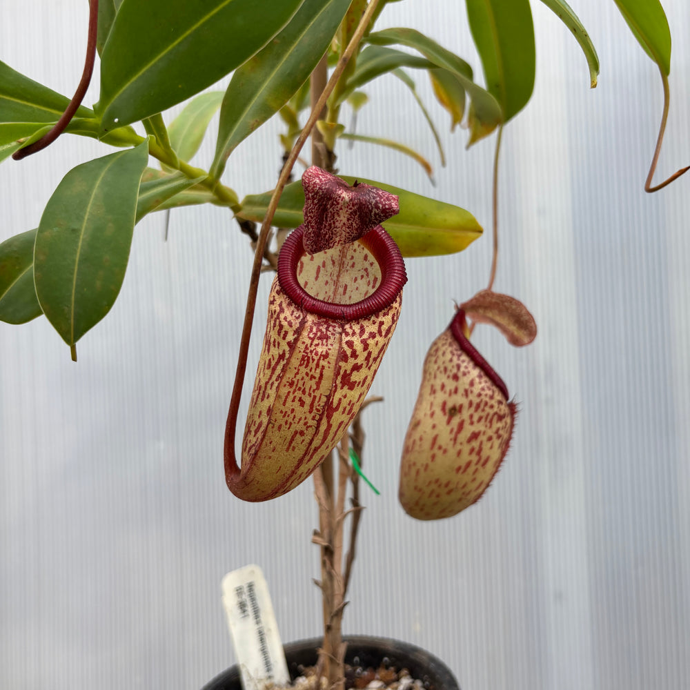 
                      
                        [A876] Nepenthes talangensis x sibuyanensis BE-3641
                      
                    