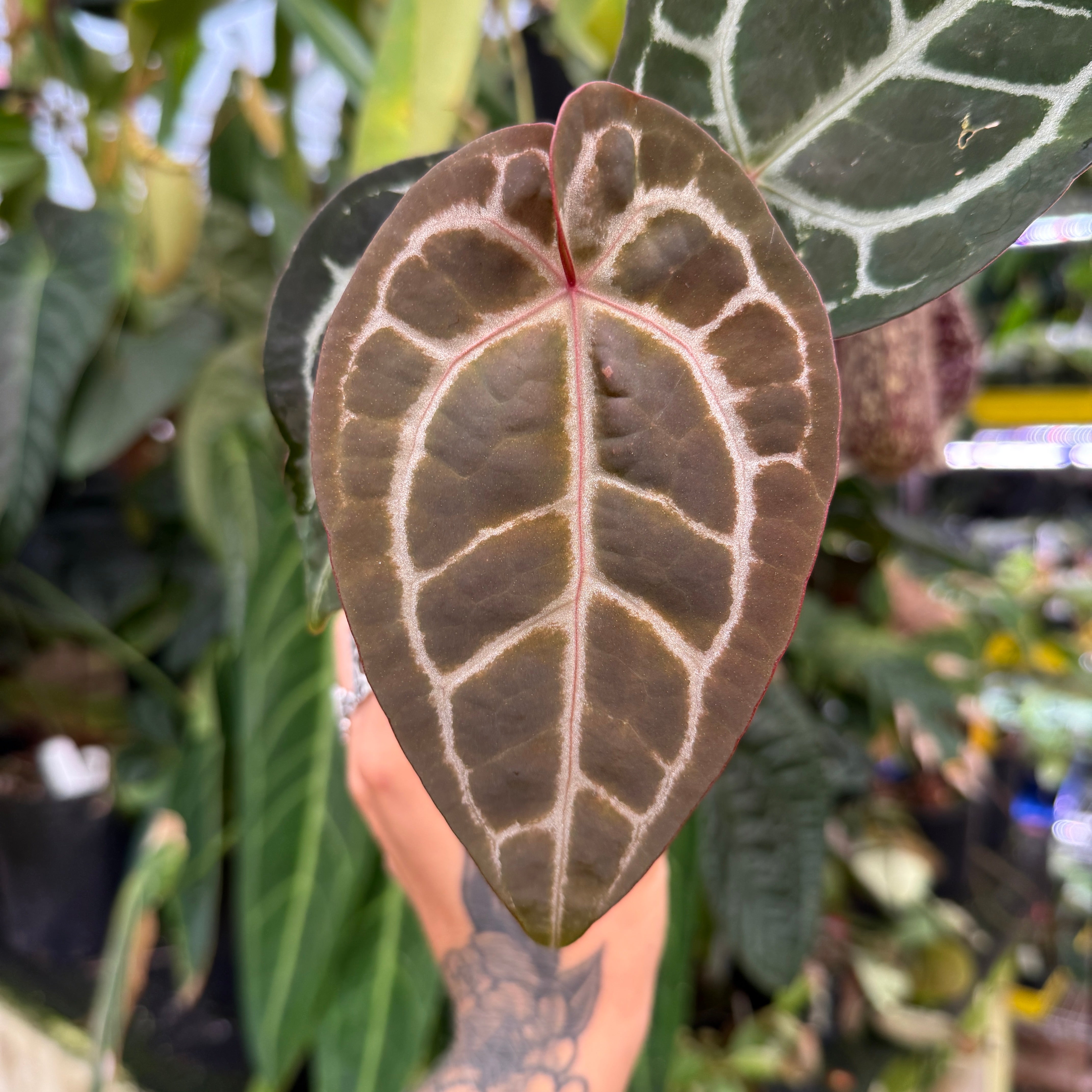 WH0253 Anthurium 'Pink Wonderboy' x ('Necromancer' x 'Dreamweaver