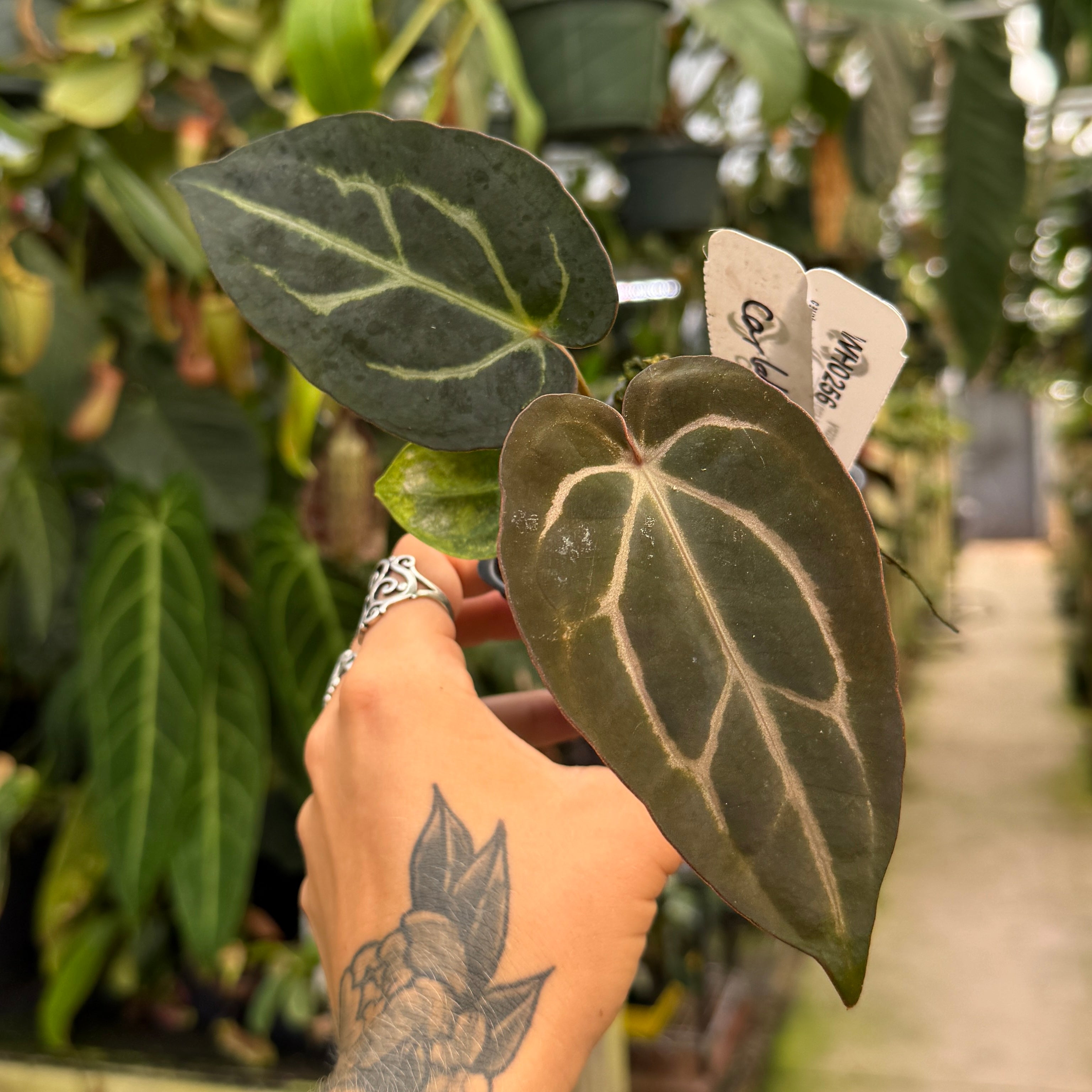Anthurium – Carnivero